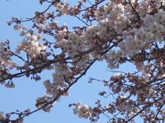 工場内の桜は５分咲き程度？