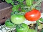 ３）熟したミニトマトを収穫