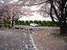 散る桜も風情があってまたキレイです。
