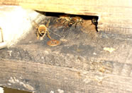 ３）ハウスの中にはミツバチがいて、おいしいいちごができるための「受粉」の役目を果たしています！