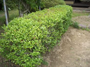 敷地内には「お茶」が栽培されていました。お茶栽培の北限だそうです！